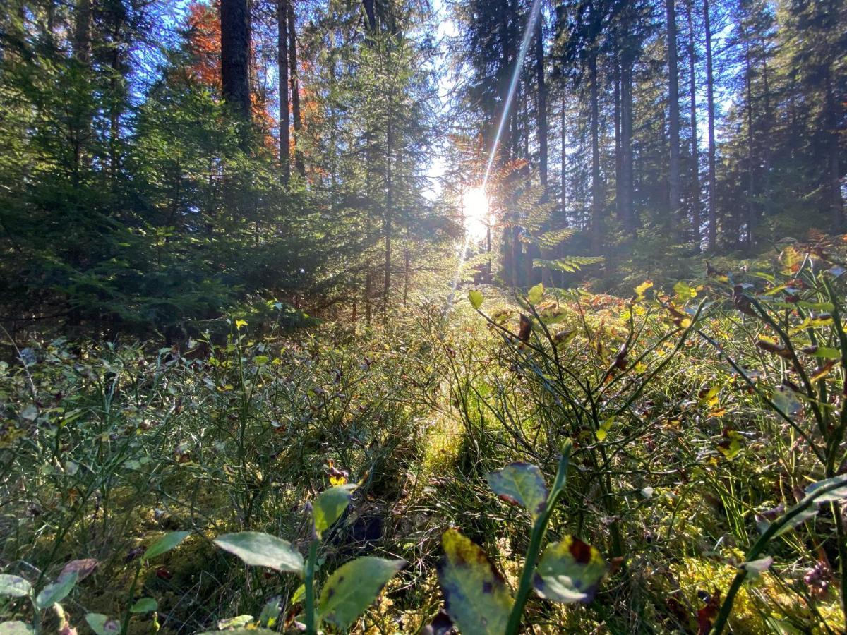 Ferienwohnung Waldblick Wilhelmsdorf المظهر الخارجي الصورة